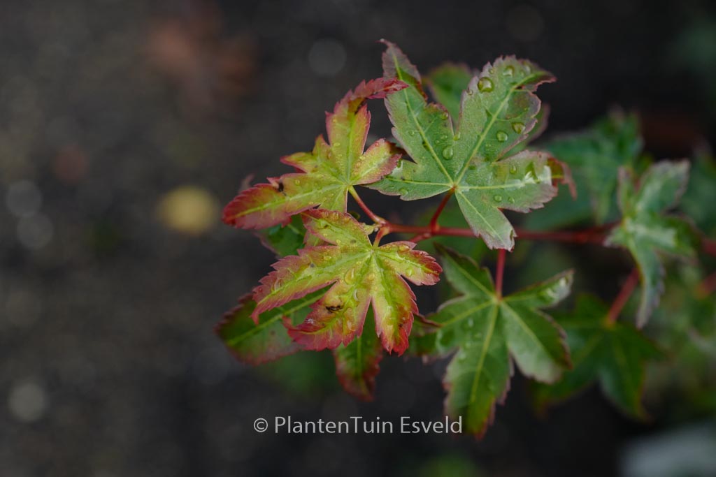 Acer palmatum ‘Little Margie’