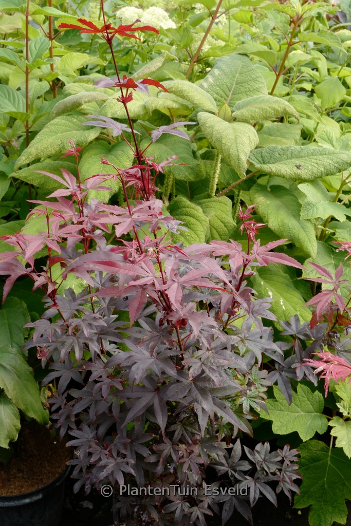 Acer palmatum ‘Little Red’