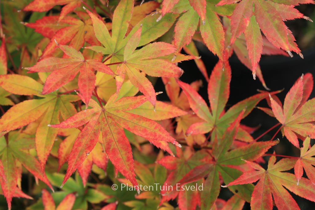 Acer palmatum ‘Lucky Star’