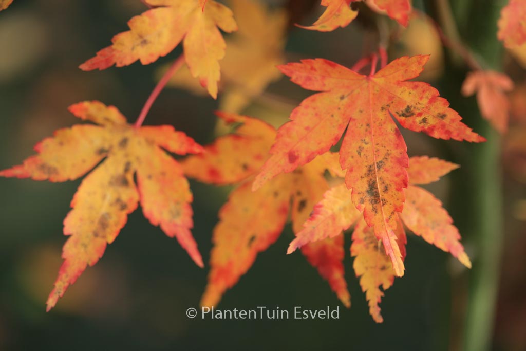 Acer palmatum ‘Lydia’
