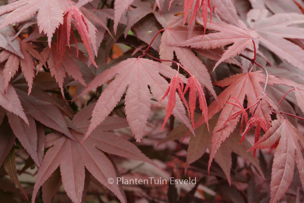 Acer palmatum ‘Marjan’