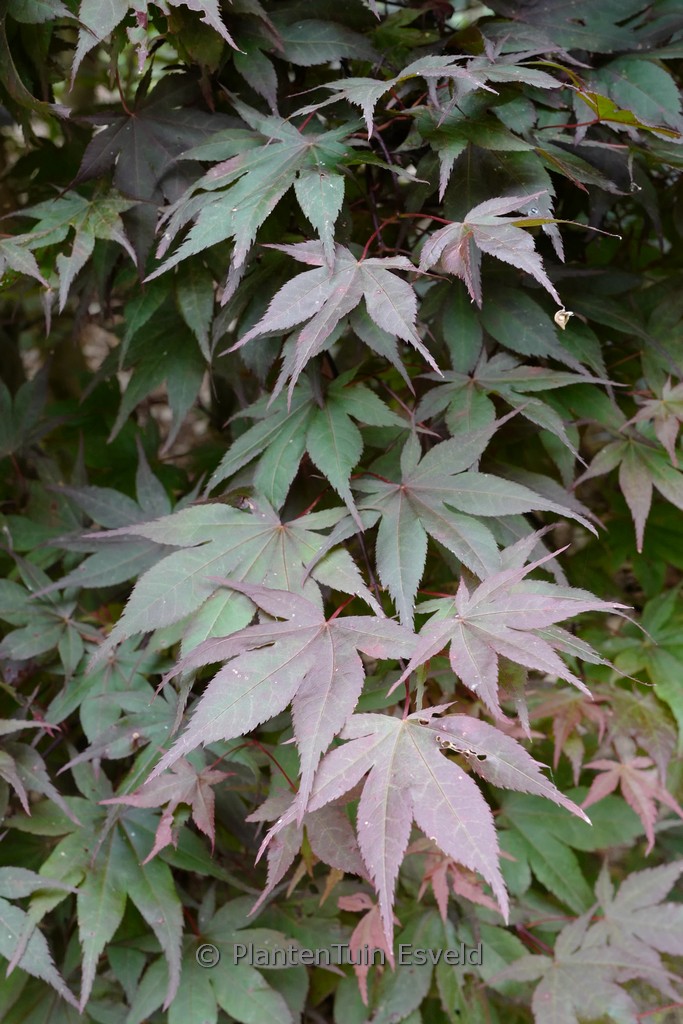 Acer palmatum ‘Matsu-kubo’