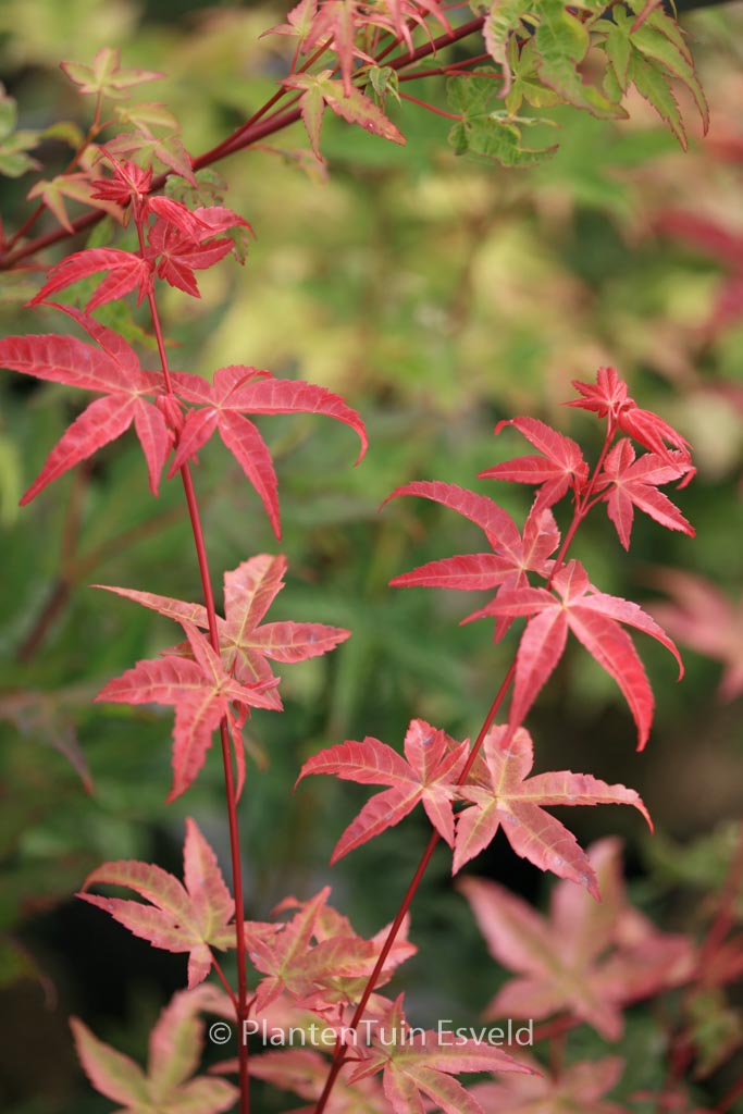 Acer palmatum ‘Melanie’