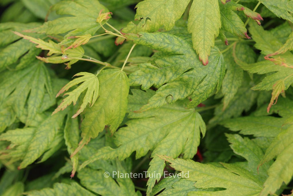 Acer palmatum ‘Mimaye’