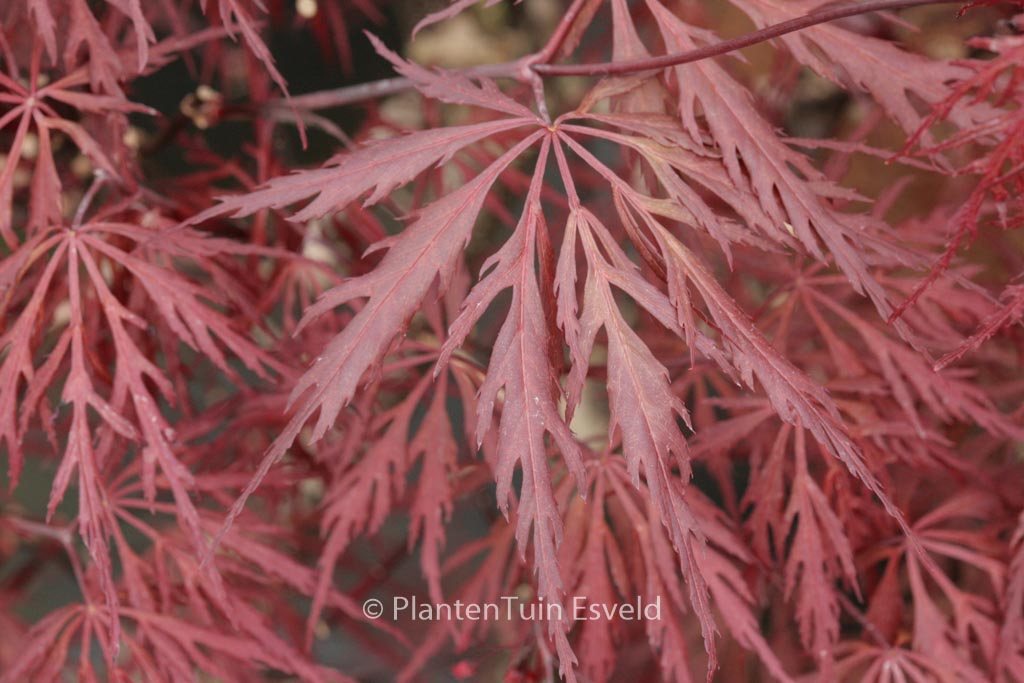 Acer palmatum ‘Mischa’