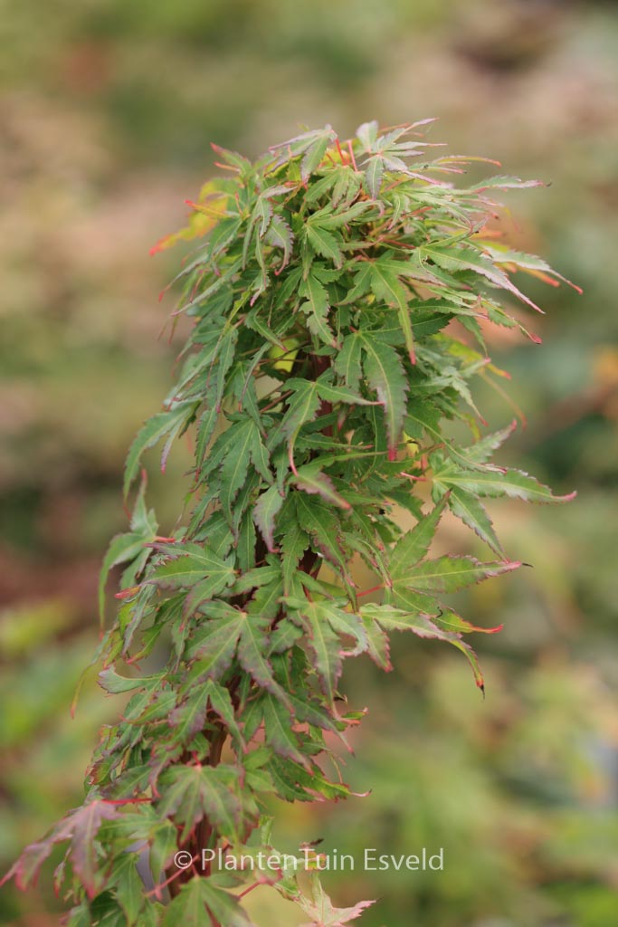 Acer palmatum ‘Miss Piggy’