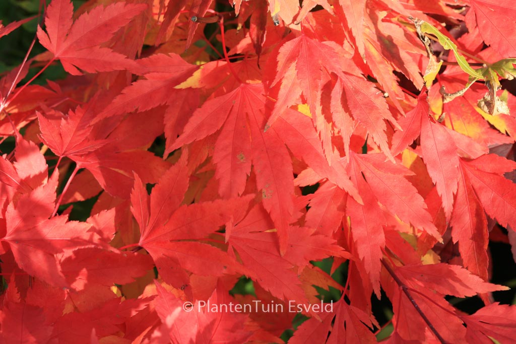 Acer palmatum ‘Momenshide’