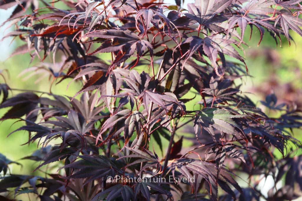 Acer palmatum ‘Momiji-gawa’