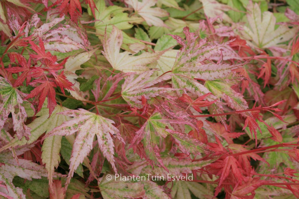 Acer palmatum ‘Momoiro-koyasan’