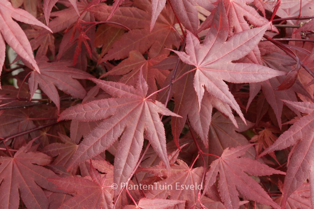 Acer palmatum ‘Moonfire’