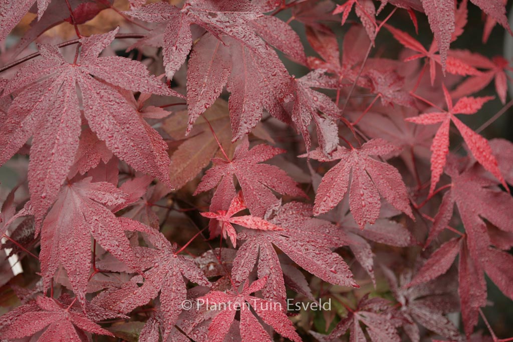 Acer palmatum ‘Moonshadow’