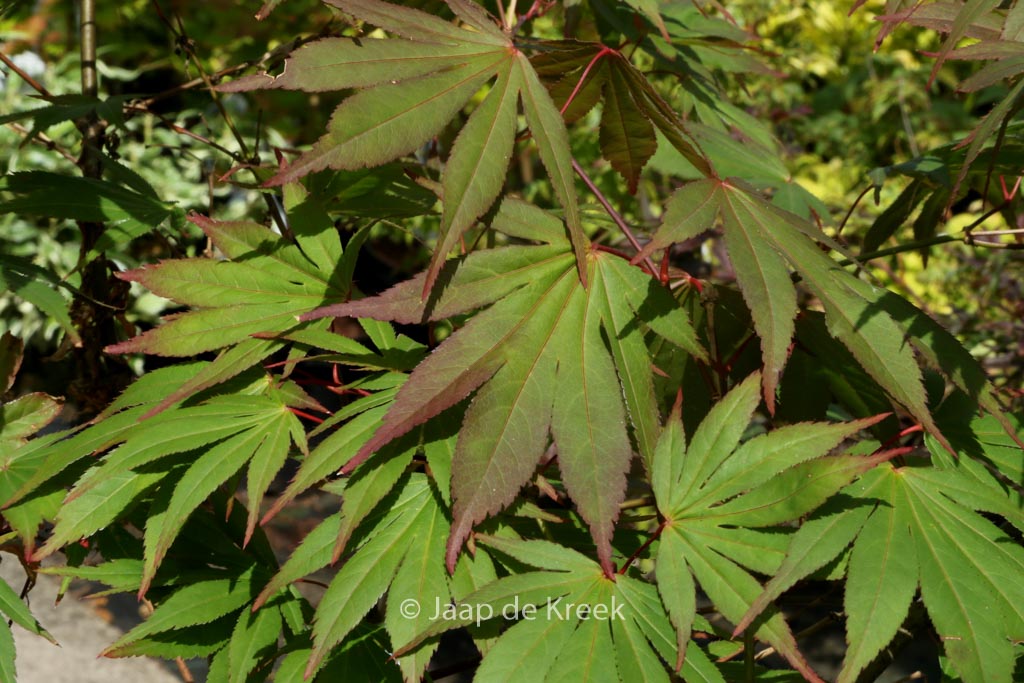 Acer palmatum ‘Mori-no-miya’