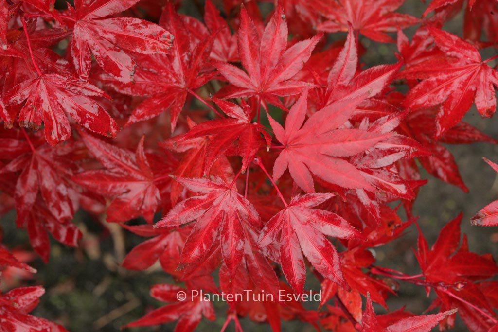 Acer palmatum ‘Muro-gawa’