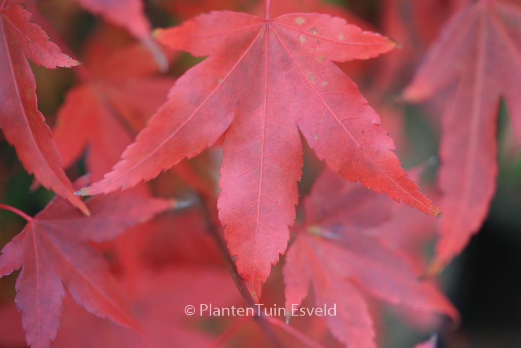 Acer palmatum ‘Nakahara-beni’