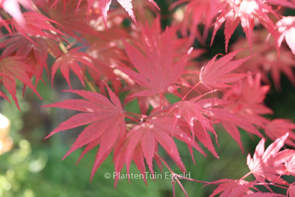 Acer palmatum ‘Nathan’