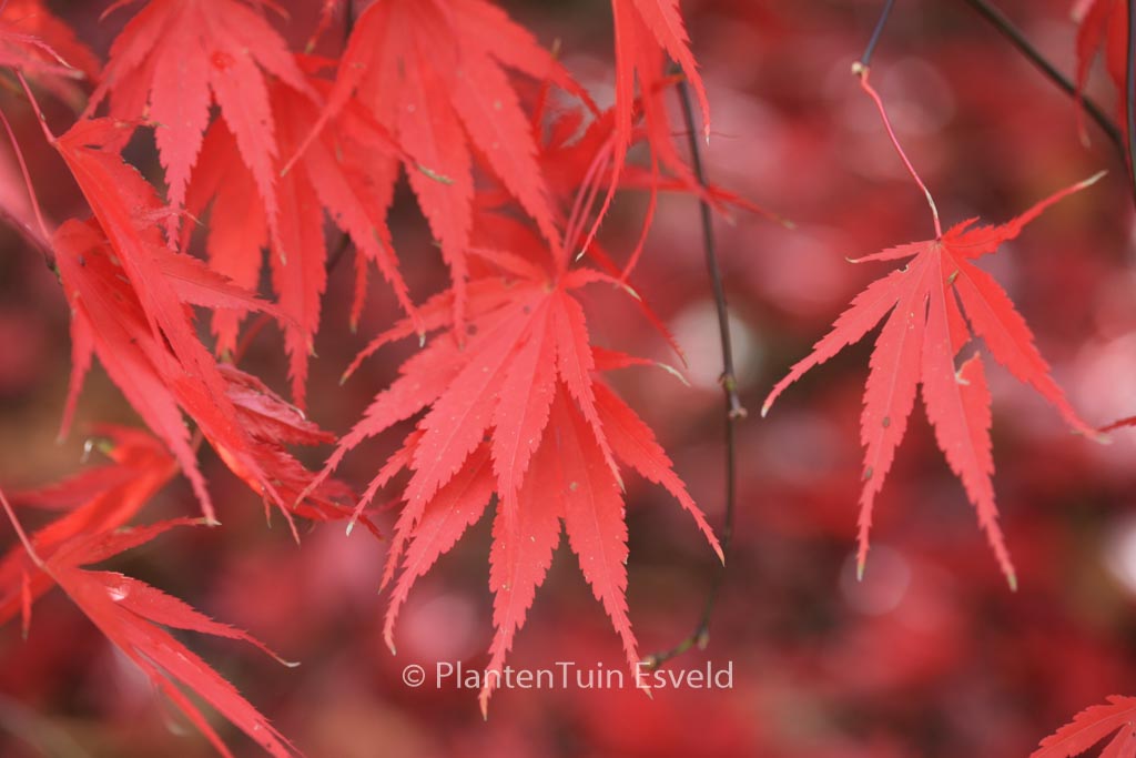 Acer palmatum ‘Nicholsonii’