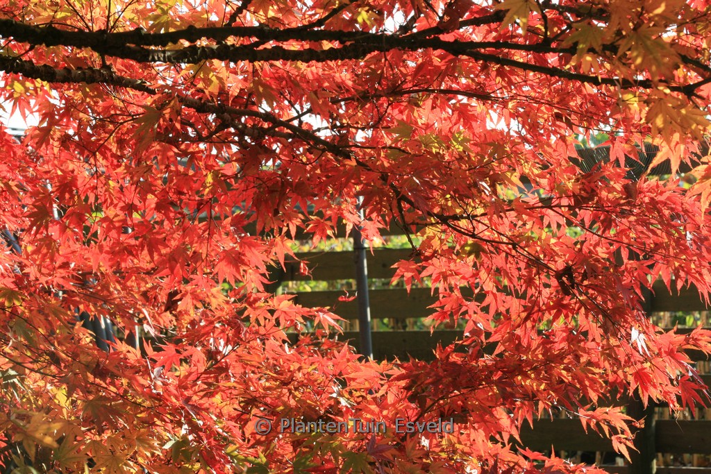Acer palmatum ‘Nishiki-gawa’