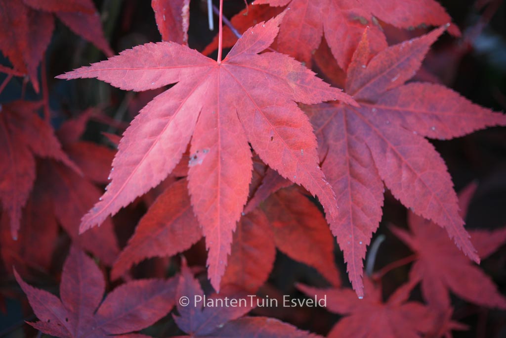 Acer palmatum ‘Noto’