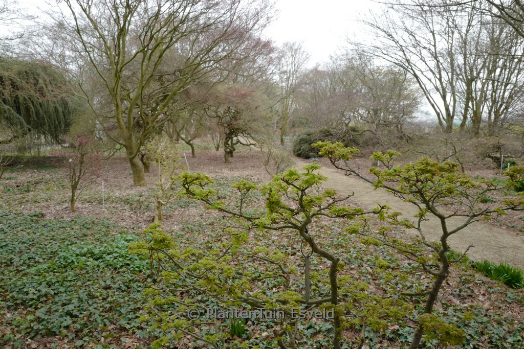 Acer palmatum ‘Ōjishi’