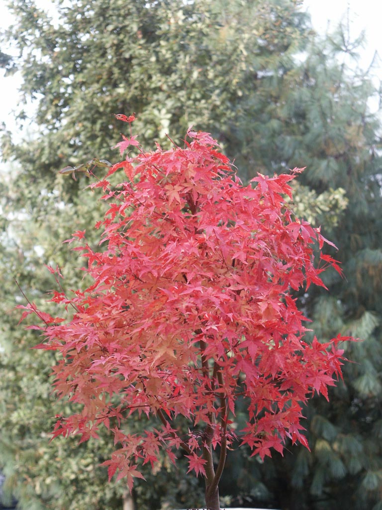 Acer palmatum ‘Peve Chameleon’