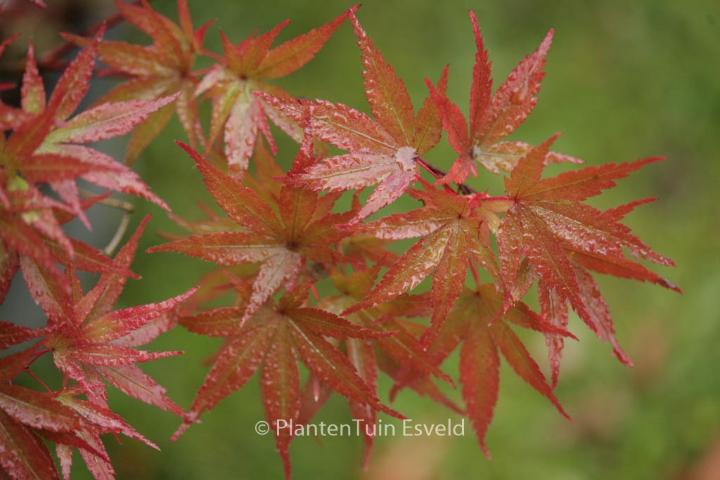 Acer palmatum ‘Pixie’