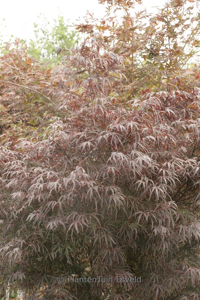 Acer palmatum ‘Pung Kill’