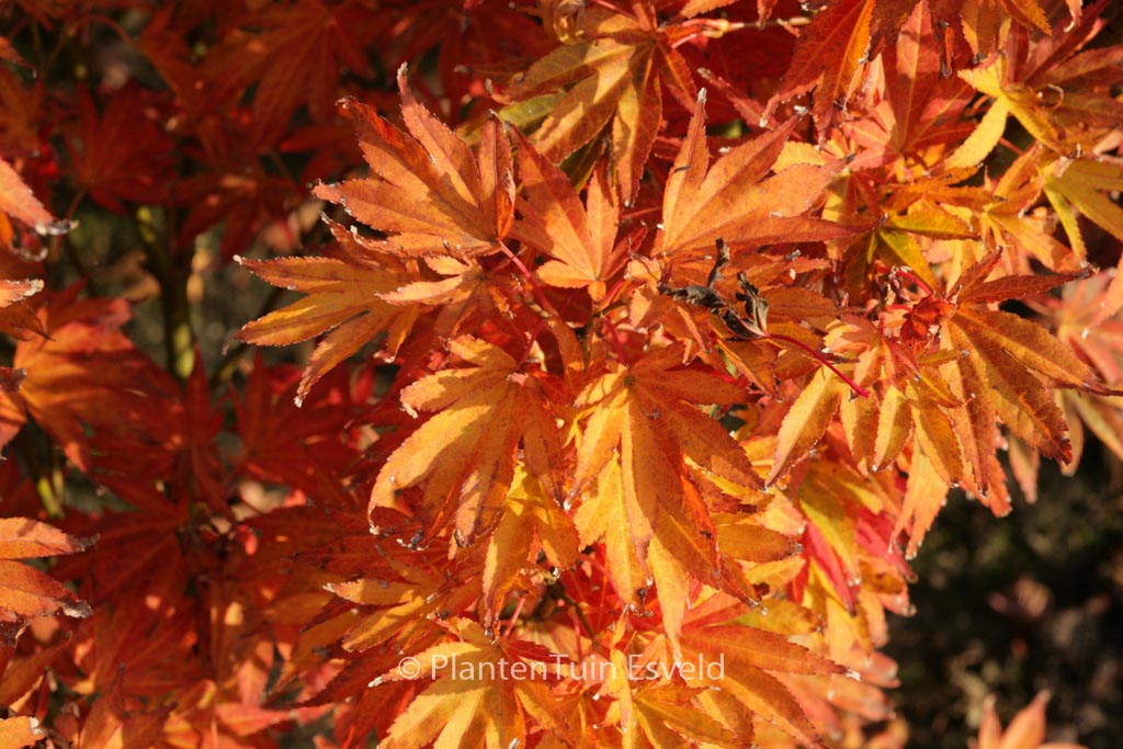 Acer palmatum ‘Purpureum’