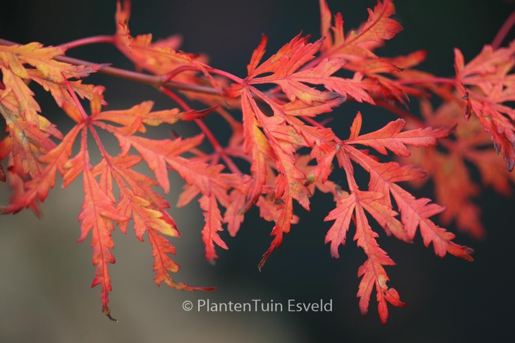 Acer palmatum ‘R-Lane’