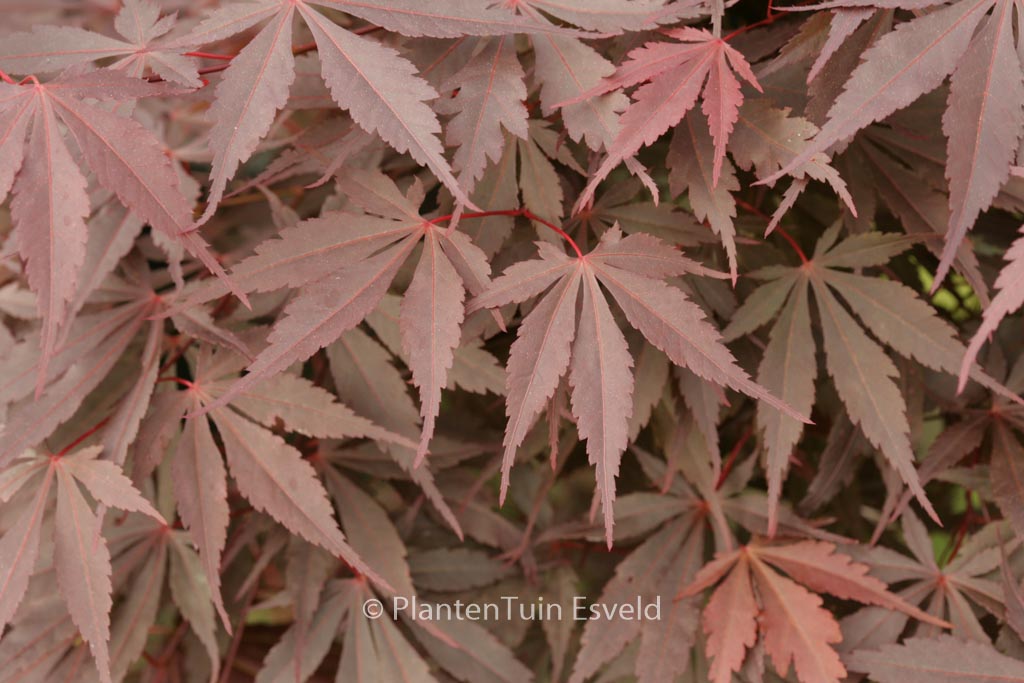 Acer palmatum ‘Raigo-ji’