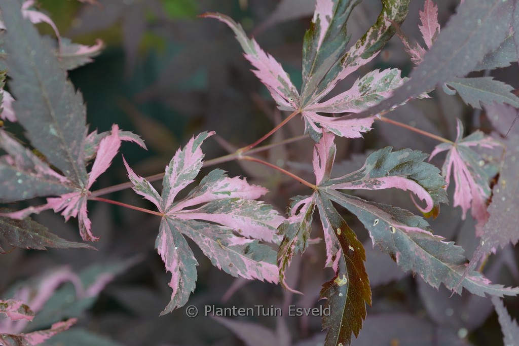 Acer palmatum ‘Rainbow’