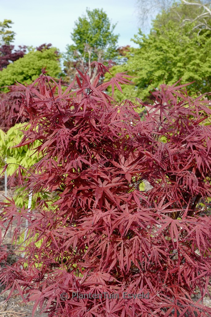 Acer palmatum ‘Red Bamboo’