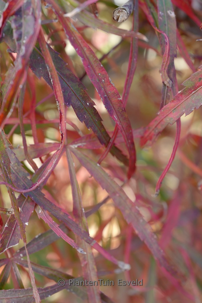 Acer palmatum ‘Red Cloud’