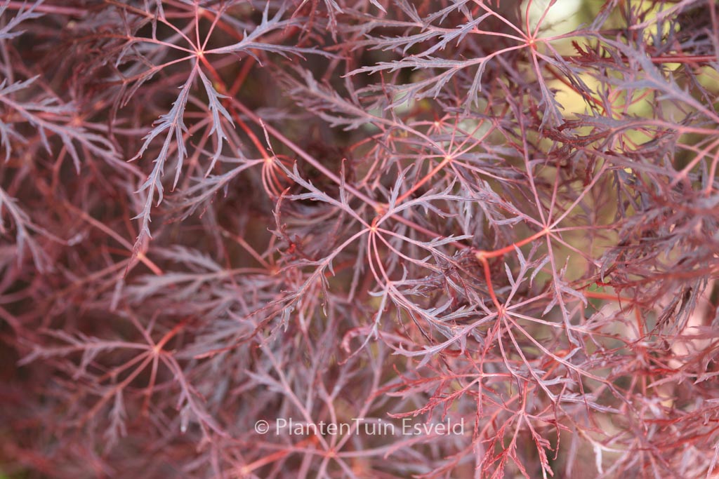 Acer palmatum ‘Red Feathers’
