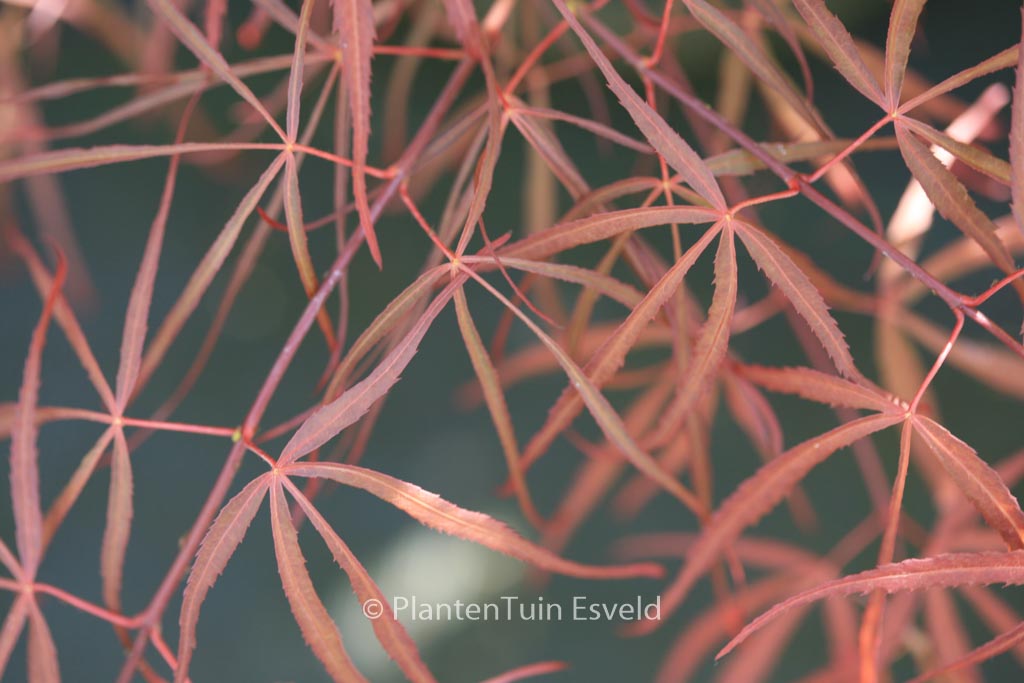 Acer palmatum ‘Red Spider’