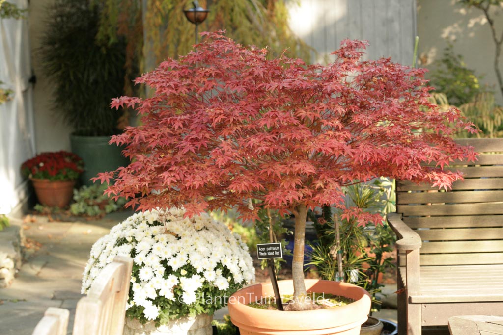 Acer palmatum ‘Rhode Island Red’