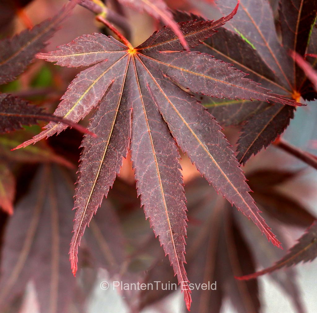 Acer palmatum ‘Riley’