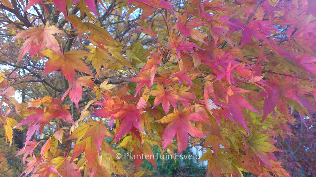 Acer palmatum ‘Rising Sun’