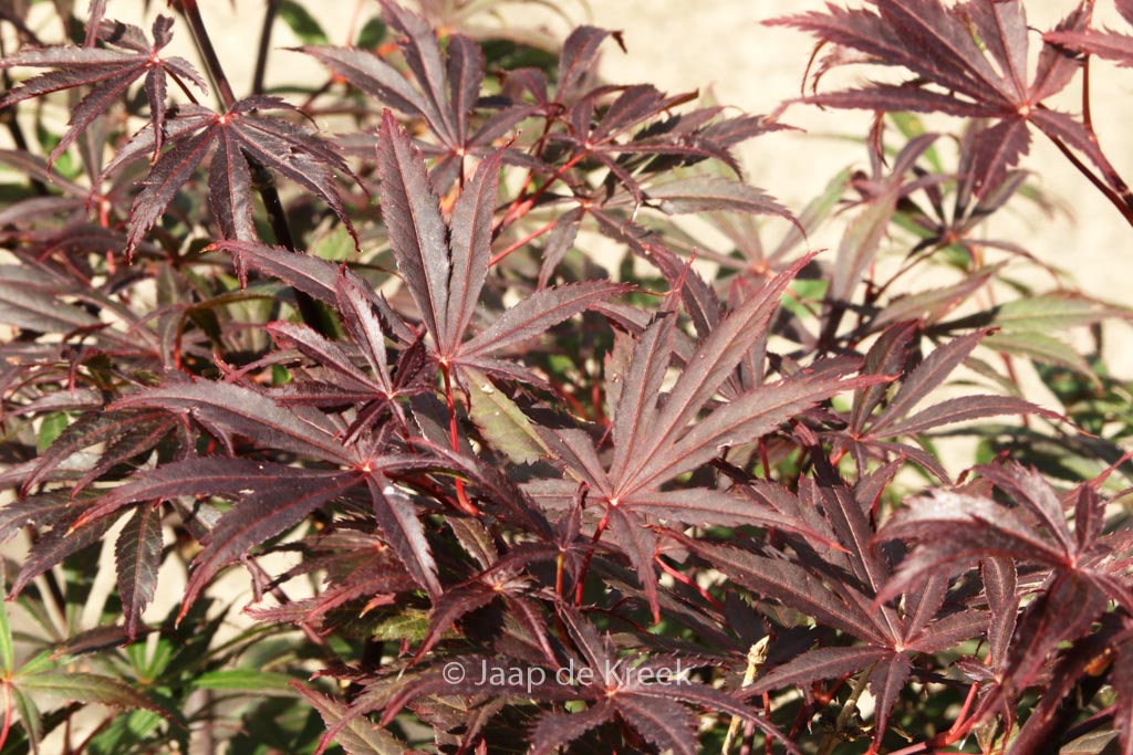 Acer palmatum ‘Rite of Spring’