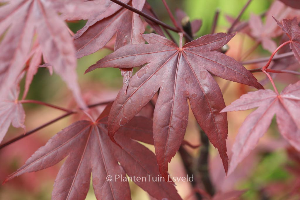 Acer palmatum ‘Roter Stern’