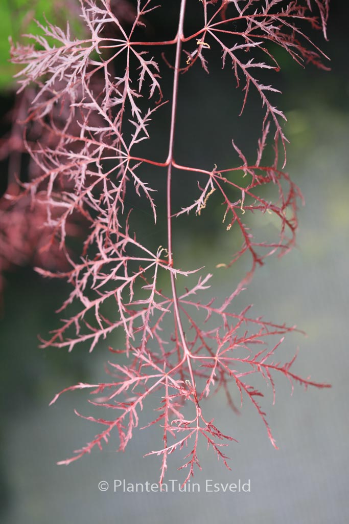 Acer palmatum ‘Ruby Lace’