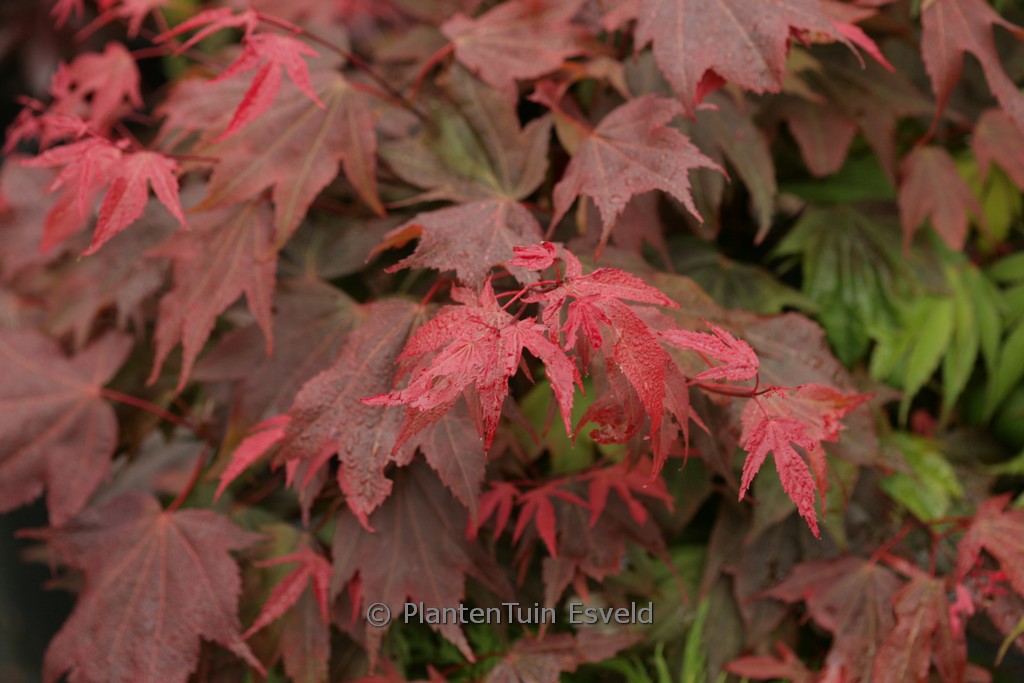 Acer palmatum ‘Ruslyn-in-the-Pink’