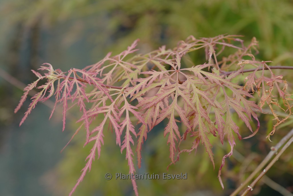 Acer palmatum ‘Russet Lace Leaf’