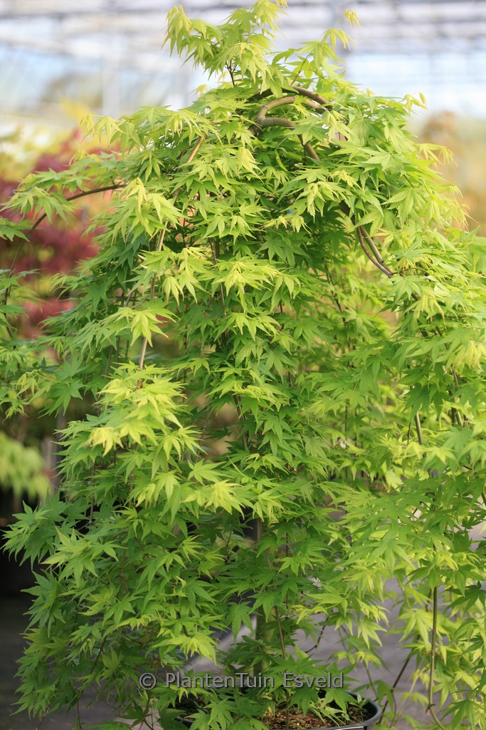 Acer palmatum ‘Ryu-sei’