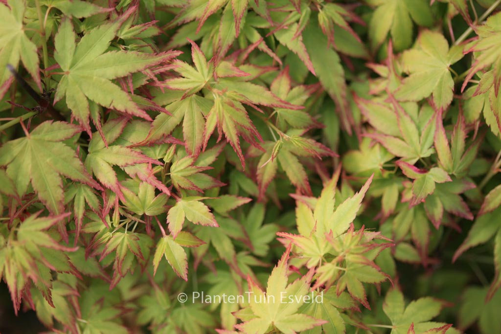 Acer palmatum ‘Saiho’