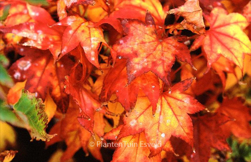 Acer palmatum ‘Samidare’