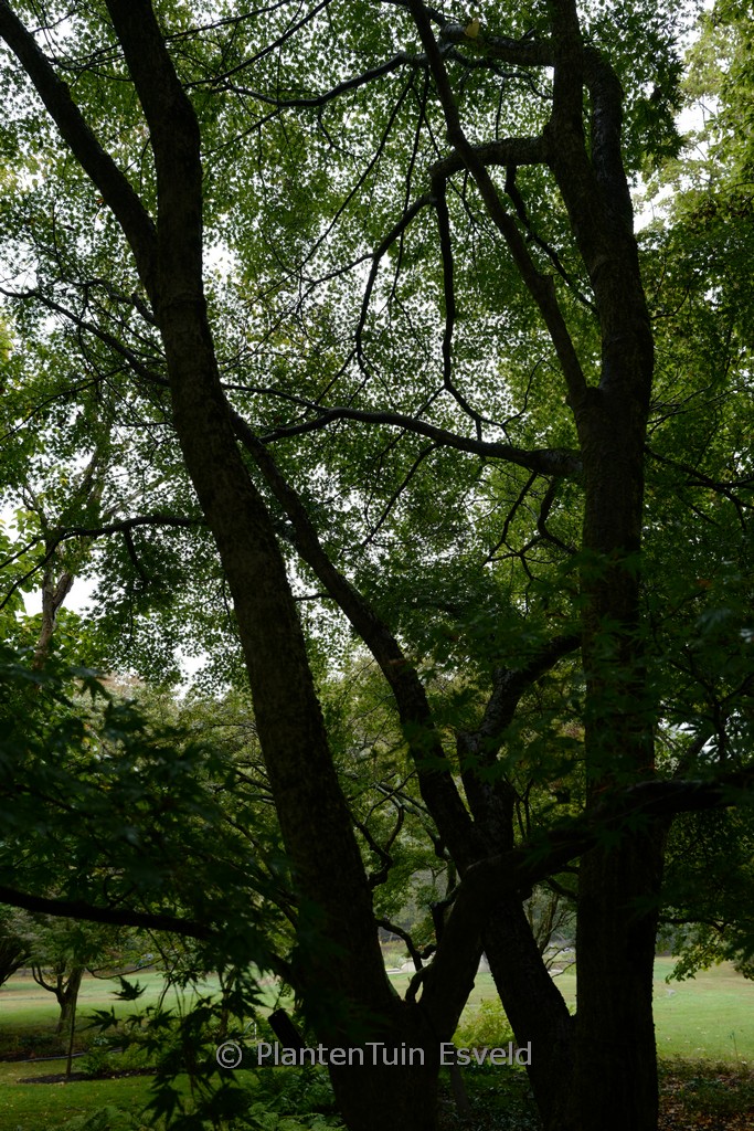 Acer palmatum ‘Sazanami’