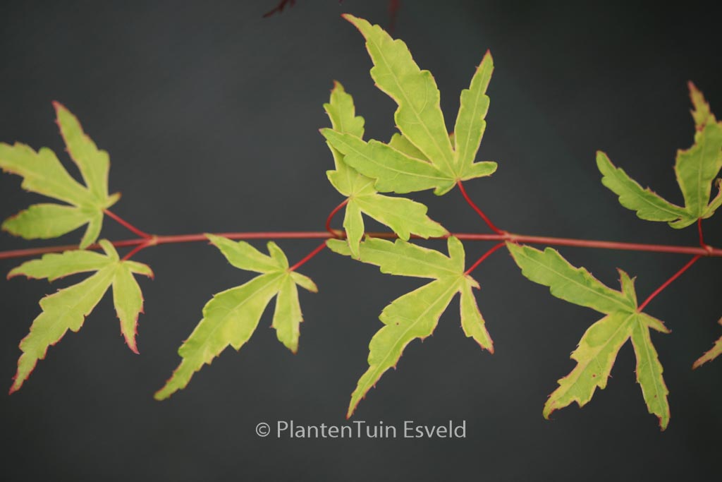 Acer palmatum ‘Seuss’s Sister’