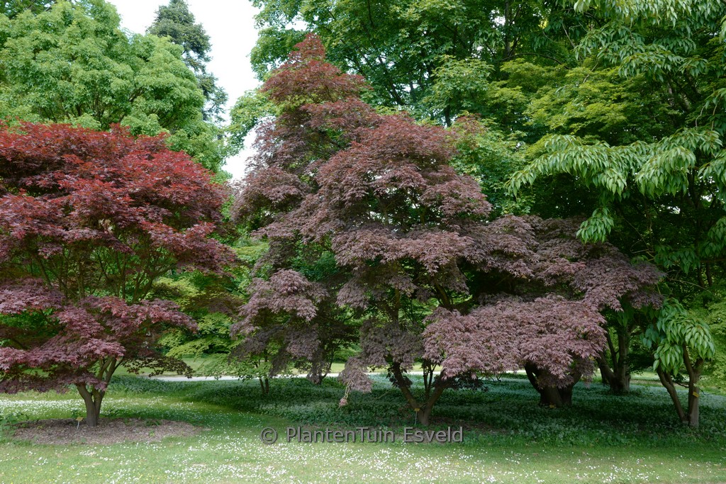 Acer palmatum ‘Sherwood Flame’