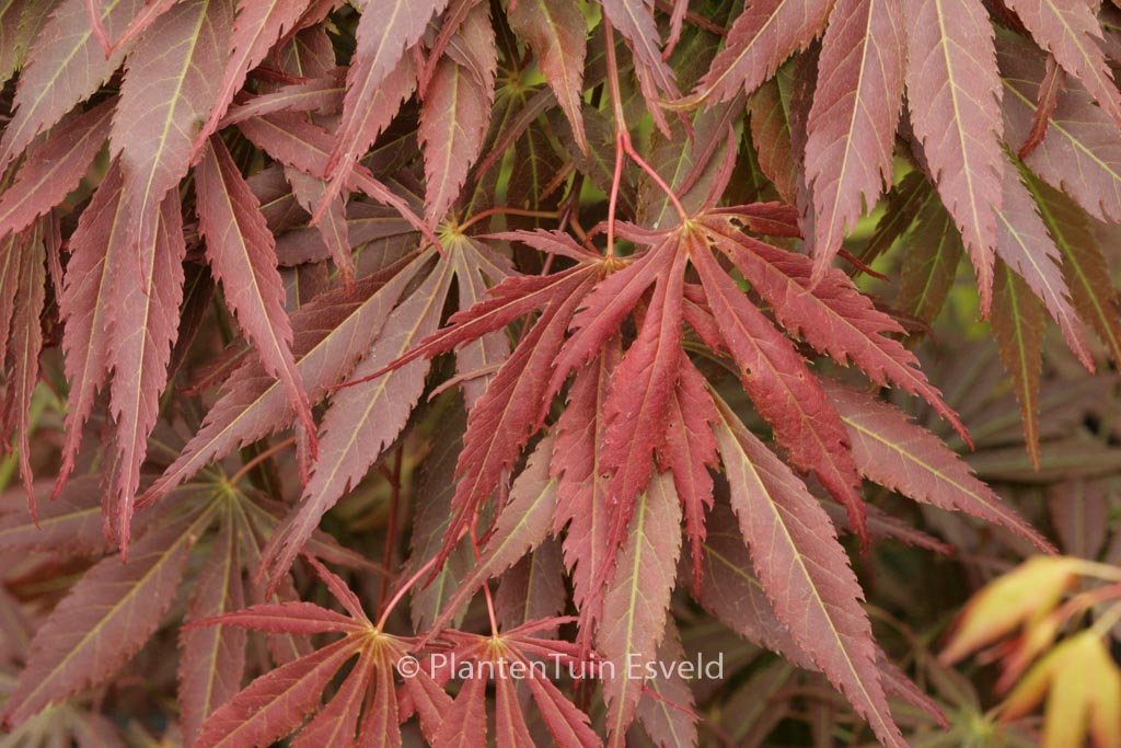 Acer palmatum ‘Shinonome’