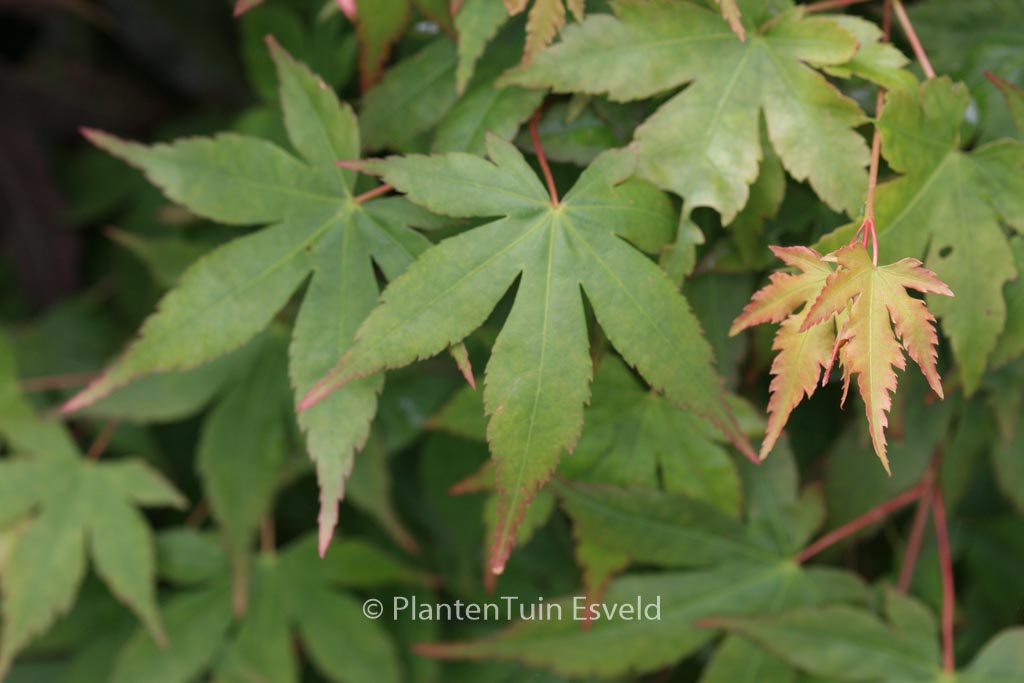 Acer palmatum ‘Shohrei-ki-ji’